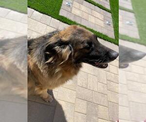 German Shepherd Dog Dogs for adoption in HESPERIA, CA, USA