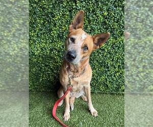 Mutt Dogs for adoption in Naples, FL, USA
