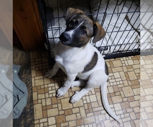 Medium Photo #1 German Shepherd Dog-Saint Bernard Mix Puppy For Sale in FAIRLAWN, OH, USA