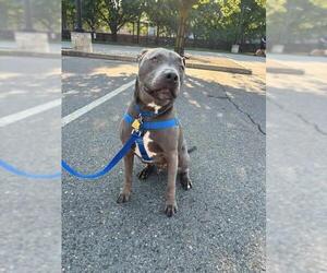 Mutt Dogs for adoption in Boston, MA, USA