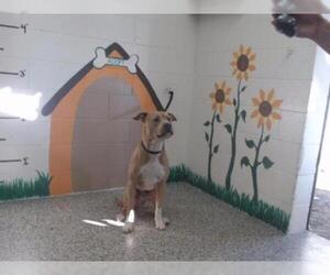 American Staffordshire Terrier Dogs for adoption in San Bernardino, CA, USA