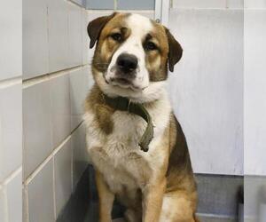 Saint Bernard-Unknown Mix Dogs for adoption in San Antonio, TX, USA