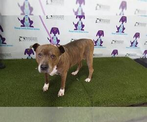 American Pit Bull Terrier Dogs for adoption in Orlando, FL, USA
