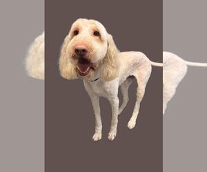 Mutt Dogs for adoption in South Bend, IN, USA