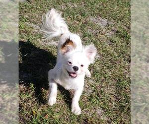 Shinese Dogs for adoption in Sanford, FL, USA