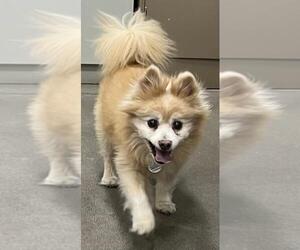 Pomeranian-Unknown Mix Dogs for adoption in Forestville, MD, USA