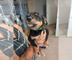 Border-Aussie Dogs for adoption in Monte Vista, CO, USA