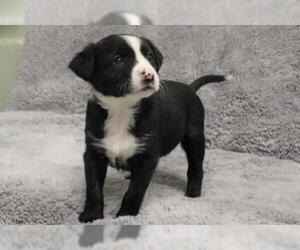 American Pit Bull Terrier-Border Collie Mix Dogs for adoption in Grasswood, Saskatchewan, Canada