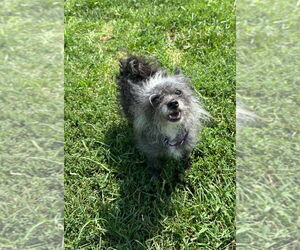 Chihuahua-Unknown Mix Dogs for adoption in South Bend, IN, USA