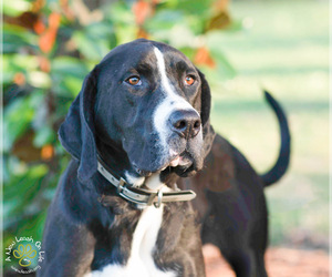 Great Dane-Unknown Mix Dogs for adoption in Brownsboro, AL, USA