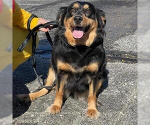 Border Collie Dogs for adoption in Kansas City, MO, USA