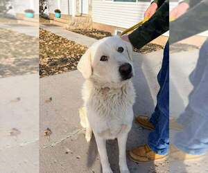 Great Pyrenees Dogs for adoption in Bountiful, UT, USA