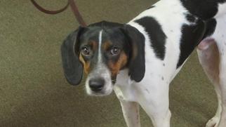 English Foxhound Dogs for adoption in Tampa, FL, USA