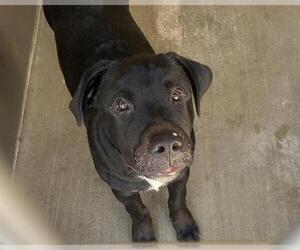 Labrador Retriever-Unknown Mix Dogs for adoption in Orange, CA, USA