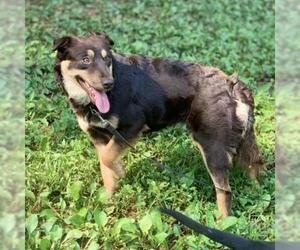Australian Shepherd Dogs for adoption in Rocky Mount, VA, USA