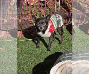 Chihuahua Dogs for adoption in MIDWAY, UT, USA