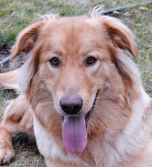 Golden Shepherd Dogs for adoption in Issaquah, WA, USA