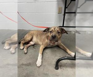 American Bulldog-Unknown Mix Dogs for adoption in St. Cloud, FL, USA