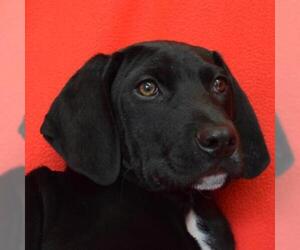 Weimaraner Dogs for adoption in Eureka, CA, USA