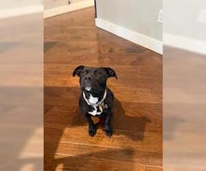 Labrador Retriever Dogs for adoption in Denton, TX, USA