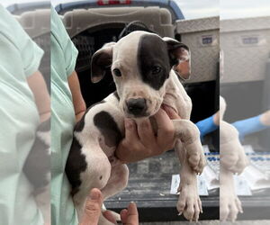 American Pit Bull Terrier-Unknown Mix Dogs for adoption in Bolivar, MO, USA