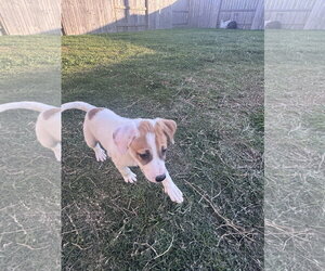 Labrador Retriever-Unknown Mix Dogs for adoption in The Woodlands, TX, USA