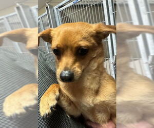 Chihuahua Dogs for adoption in Ogden, UT, USA
