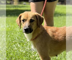 Finnish Spitz Dogs for adoption in Yardley, PA, USA