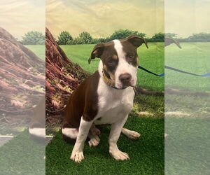Basset Hound-Unknown Mix Dogs for adoption in Euless, TX, USA