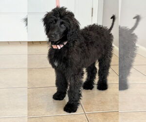 Afghan Hound-Poodle (Standard) Mix Dogs for adoption in Valrico, FL, USA