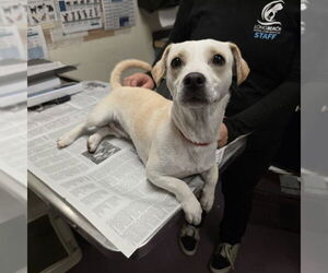 Chihuahua Dogs for adoption in Long Beach, CA, USA