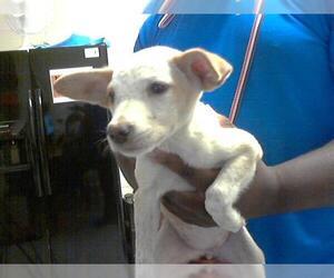 Labrador Retriever-Unknown Mix Dogs for adoption in Fayetteville, NC, USA