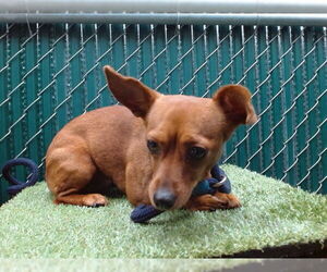 Chihuahua-Unknown Mix Dogs for adoption in Downey, CA, USA