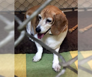 Beagle Dogs for adoption in Ventura, CA, USA