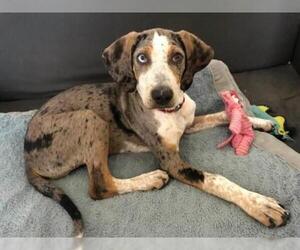 Bluetick Coonhound Dogs for adoption in Clinton , MI, USA