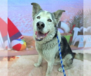Siberian Husky-Unknown Mix Dogs for adoption in Long Beach, CA, USA