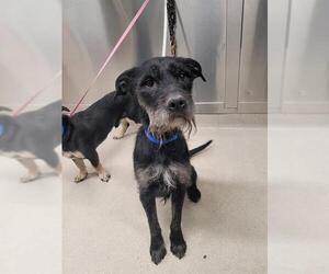 American Pit Bull Terrier-Unknown Mix Dogs for adoption in Fairbanks, AK, USA