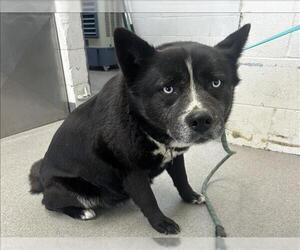 Siberian Husky-Unknown Mix Dogs for adoption in San Bernardino, CA, USA
