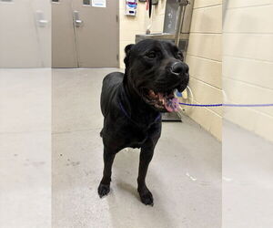 Mutt Dogs for adoption in Sanford, FL, USA