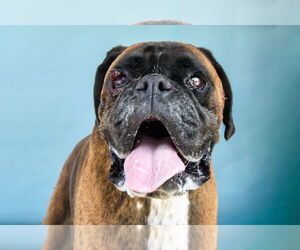 Boxer Dogs for adoption in Pasadena, CA, USA