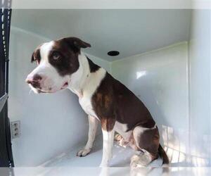 Labrador Retriever-Unknown Mix Dogs for adoption in Houston, TX, USA