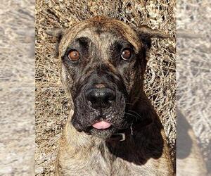 Presa Canario Dogs for adoption in Albuquerque, NM, USA
