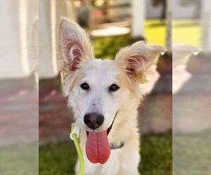 Retriever -Unknown Mix Dogs for adoption in Newport Beach, CA, USA