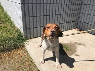 Beagle Dogs for adoption in Beckley, WV, USA