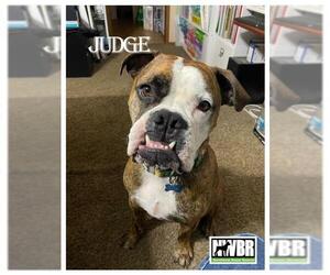 American Bulldog Dogs for adoption in Woodinville, WA, USA