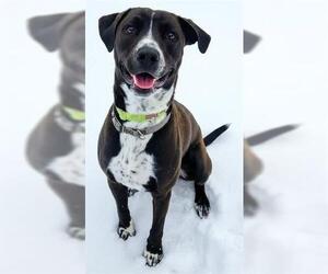 Lab-Pointer Dogs for adoption in Akron, OH, USA