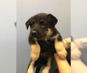 German Shepherd Dog Dogs for adoption in Orange, CA, USA