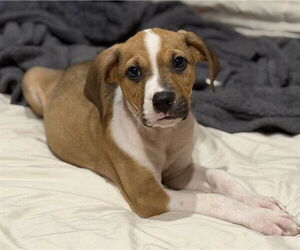 Mutt Dogs for adoption in Raleigh, NC, USA