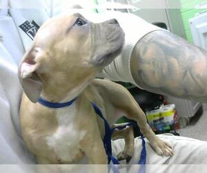 American Pit Bull Terrier-Unknown Mix Dogs for adoption in Murfreesboro, TN, USA