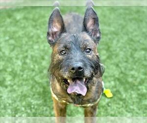 Mutt Dogs for adoption in Moreno Valley, CA, USA